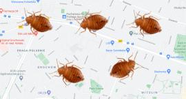 Pluskwy zadomowiły się na Grochowie