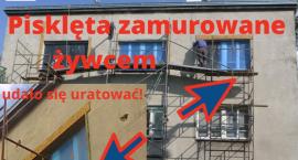 Żywcem zamurowano pisklęta na Saskiej Kępie!