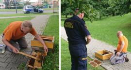 Niecodzienne znalezisko przy Ostrobramskiej. Przy ulicy leżał... rój pszczół