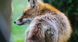 Gocław: na działce więził lisa. Sprawę przejęła policja