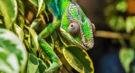 Rośliny i zwierzęta egzotyczne w jednym miejscu! ZooEgzotyka 2023