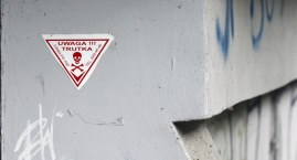 Koty i szczury na Saskiej Kępie