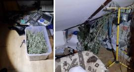 Ponad 12,5 kg marihuany w mieszkaniu, piwnicy oraz wokół domu [ZDJĘCIA]