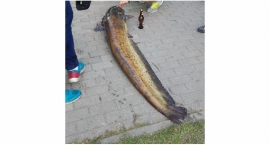 Ogromny sum w Jeziorku Kamionkowskim. 183 cm i 50 kg!