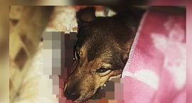 Uważajcie na swoje psy na Grochowie!