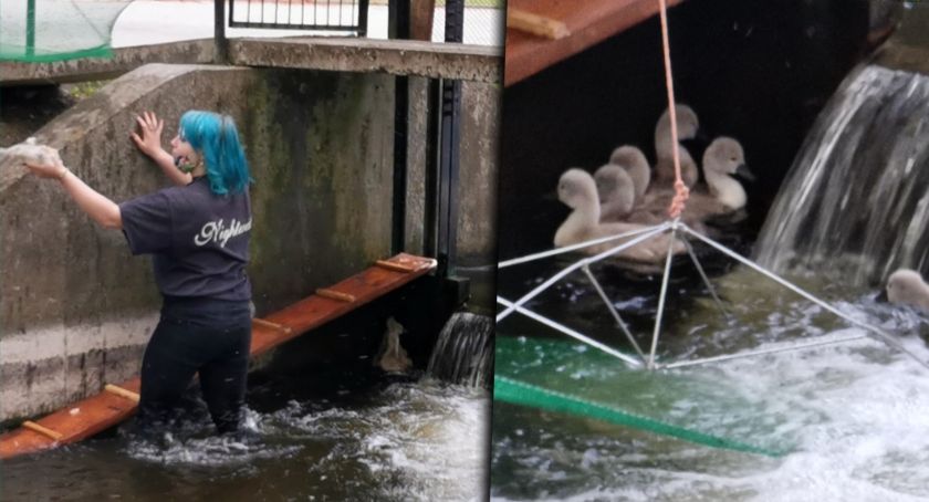 Bezbronne łabądki zostały uratowane w parku. Pomogła mieszkanka
