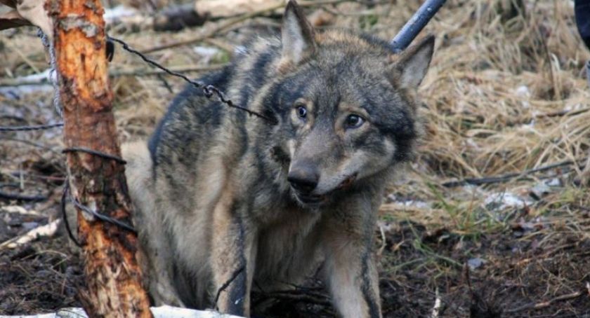 Na wilki pod Szczecinkiem czeka obława? Wraca temat odstrzału