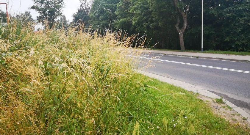 Kto zrobi porządek z wielką trawą na Szczecińskiej?