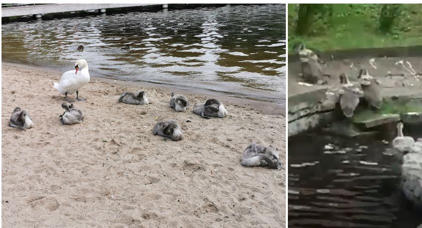 Młodym łabądkom potrzebna jest mała kładka w parku