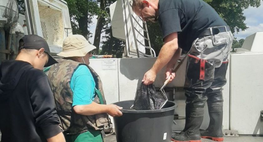 Pół tony węgorza trafiło właśnie do jeziora Wierzchowo