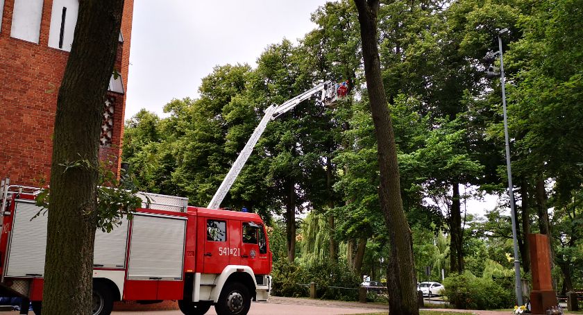 Spod kościoła znika wielkie drzewo