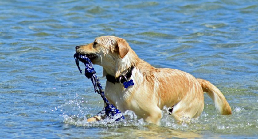 Śmieci i kąpiące się psy. Co jeszcze denerwuje plażowiczów?