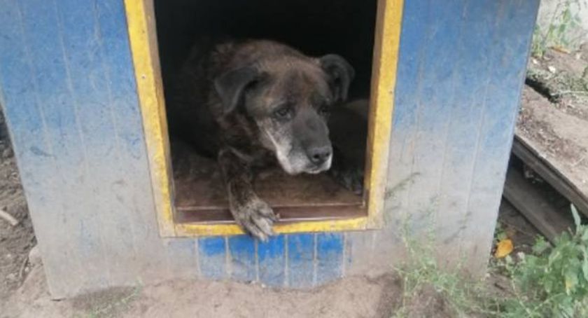 Stary pies ma się dobrze? Kontrole nie wykazały żadnych nieprawidłowości