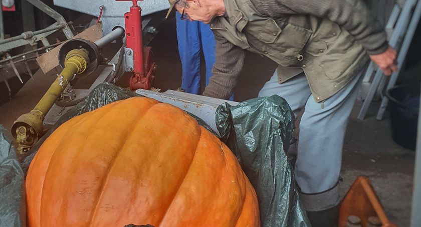 Dynia gigant spod Szczecinka! Waży ponad 100 kg