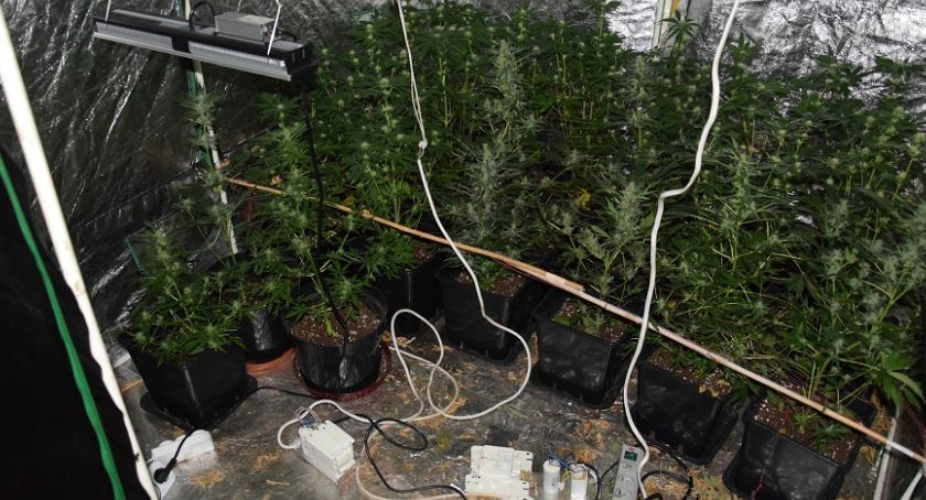 W wynajętym mieszkaniu miał plantację marihuany