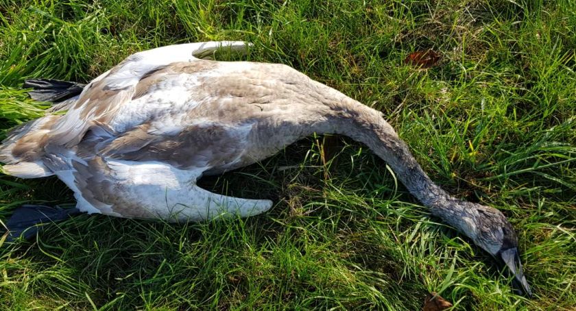 Kolejny martwy łabędź na Trzeciecku. „Ma połamaną szyję”