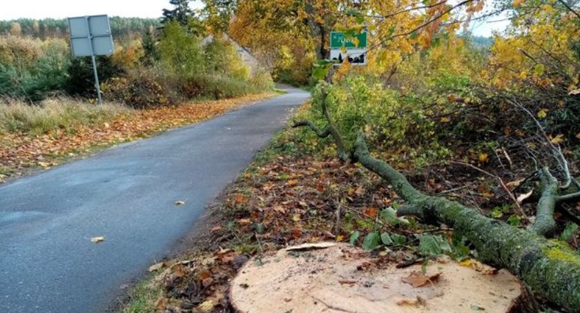 Pod Dzikami znów słychać piły. Czytelniczka: Ludzie już serc nie mają do przyrody!