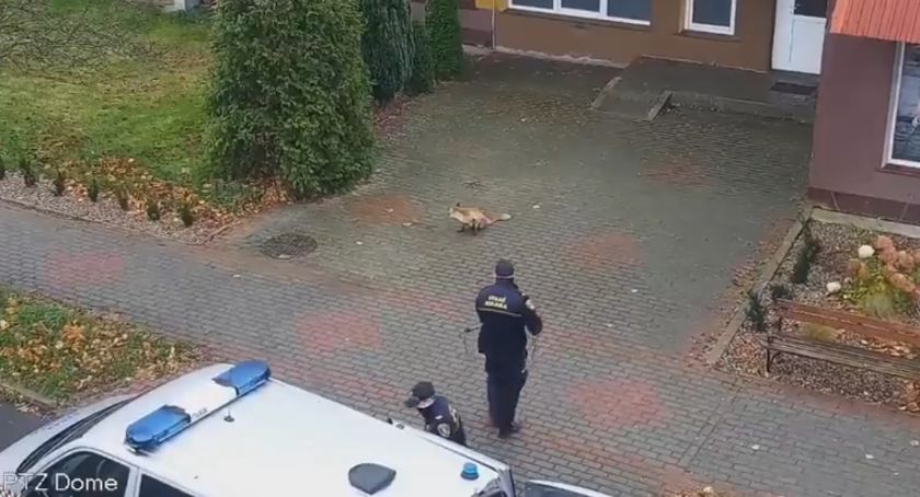 Daniel wpadł w potrzask, lis też miał kłopoty