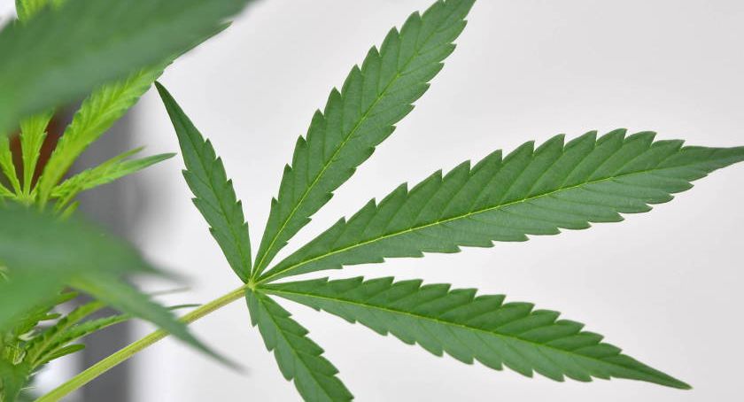 Marihuana legalna? Zajmą się tym posłowie