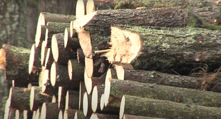 L jak Las: Drewno, surowiec wszechczasów