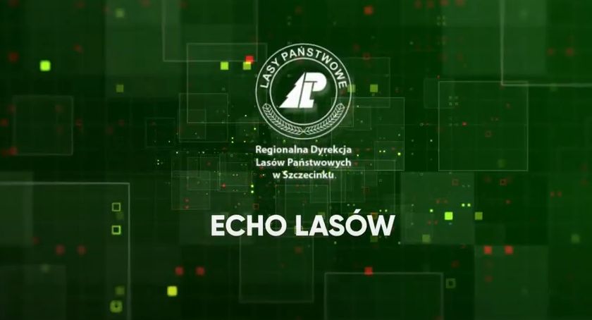 Echo Lasów: Jak nie zgubić się w lesie?