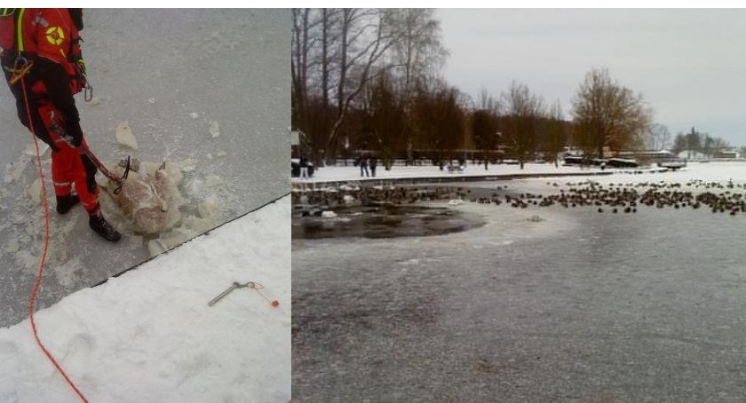 Łabędź przymarzł do Trzesiecka. Nie udało się go uratować