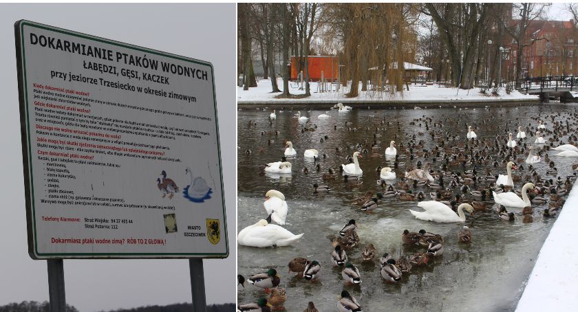 Nie dokarmiaj ptaków wodnych byle czym! Apel Czytelnika