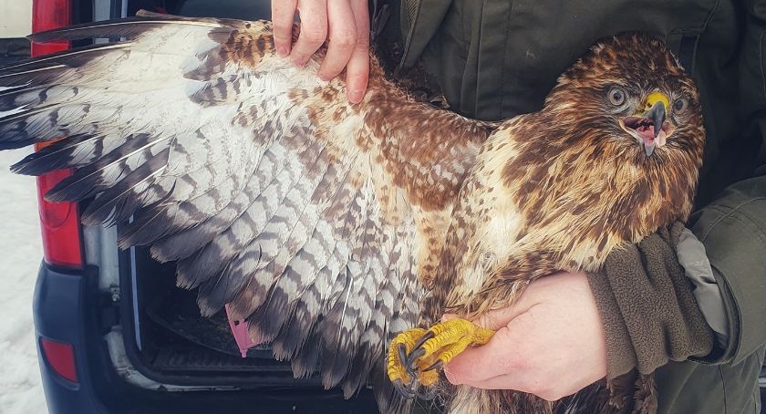 Myszołów siedział na środku jezdni. Uratował go kierowca