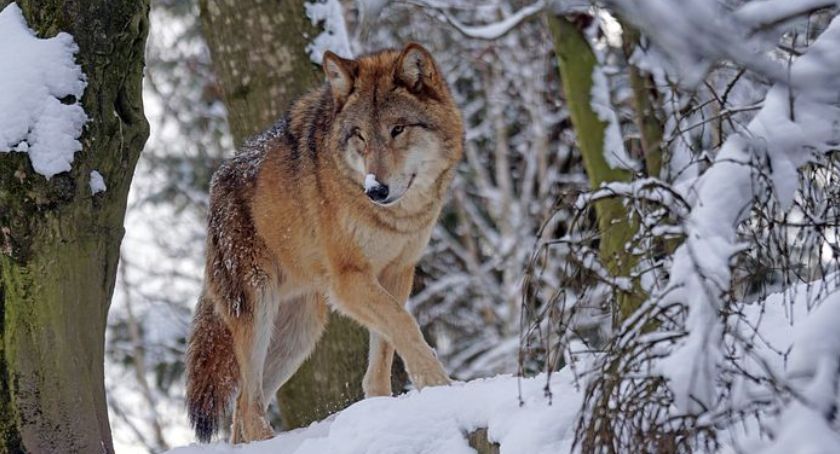 Bliskie spotkanie z wilkiem w lesie koło Bornego Sulinowa
