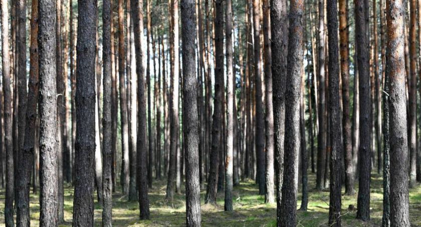Od 1 maja w każdym nadleśnictwie specjalne obszary do nocowania na dziko