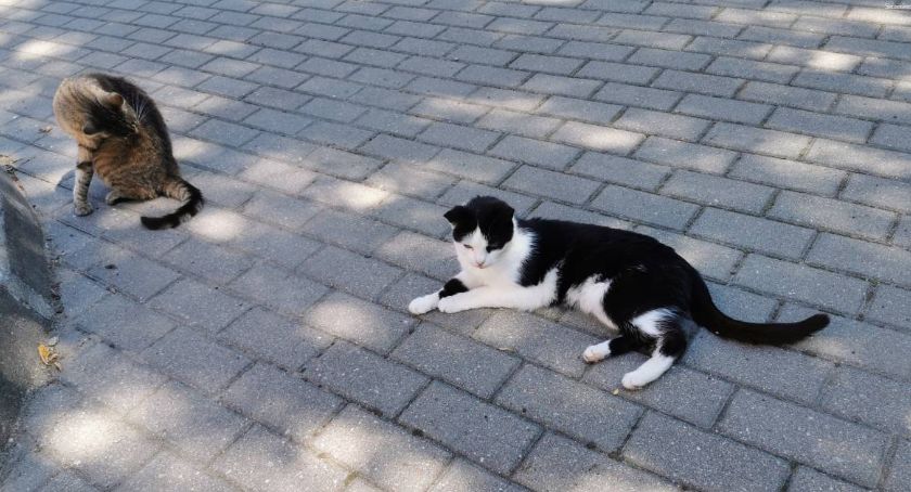 Schronisko dla zwierząt: Adoptowany kot przyczyną większego sporu. Kto ma rację?