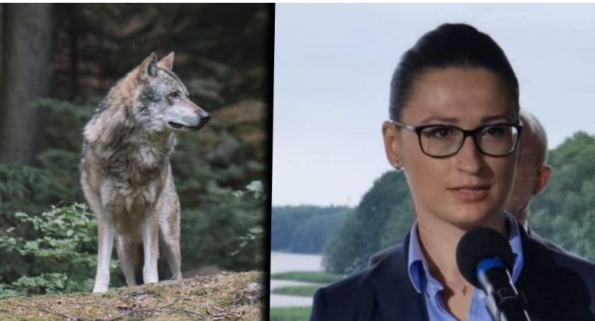 Małgorzata Golińska: Nie ma potrzeby żeby strzelać do wilków, ale...