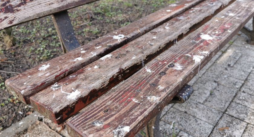 Ptasie kupy na ławkach. Gdzie usiąść w parku?