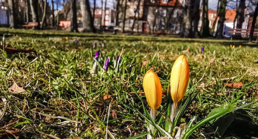 Szczecinek utonie w kwiatach. Tysiące cebulek hiacyntów, krokusów i tulipanów - wszystko na ulicach miasta