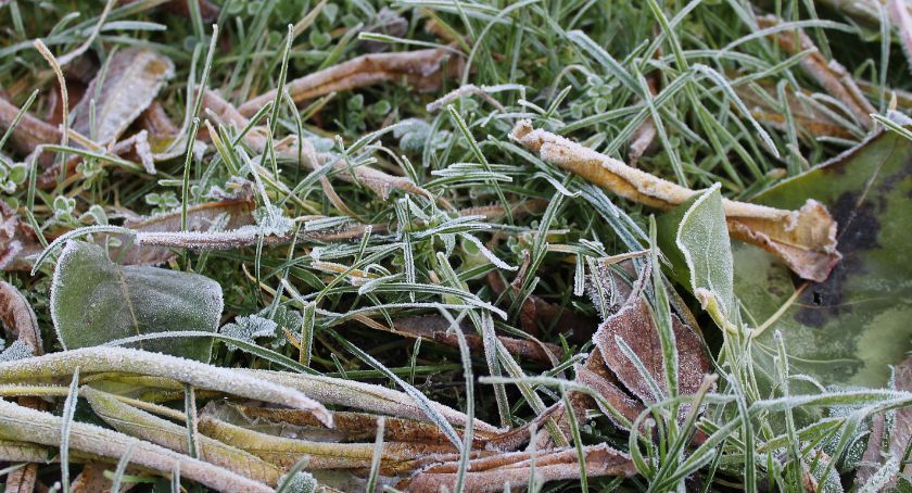 Ostrzeżenie meteo: będą przymrozki