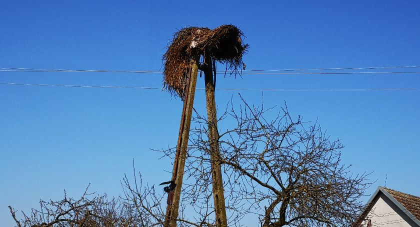 Bocianie gniazdo w Turowie zaraz się rozpadnie. Ptaki nie mają gdzie się podziać
