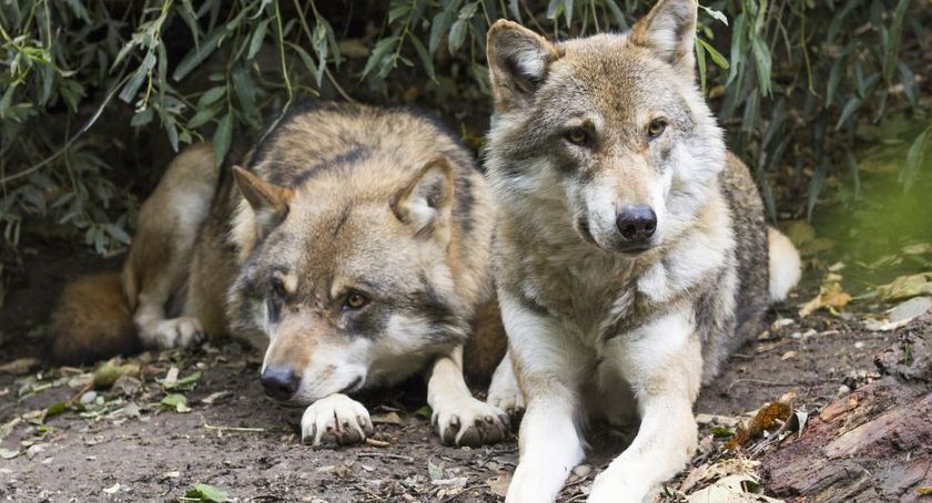 „Nie” dla odstrzału wilków w powiecie szczecineckim. Fundacja WWF Polska zabiera głos