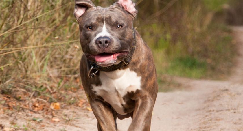 Amstaff pogryzł dwóch chłopców w Czarnoborze