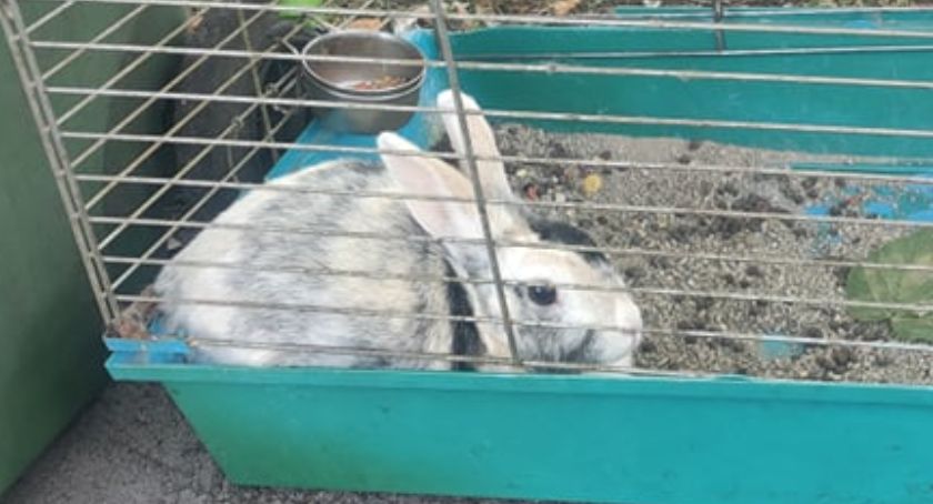 W Szczecinku ktoś wyrzucił na śmietnik... królika
