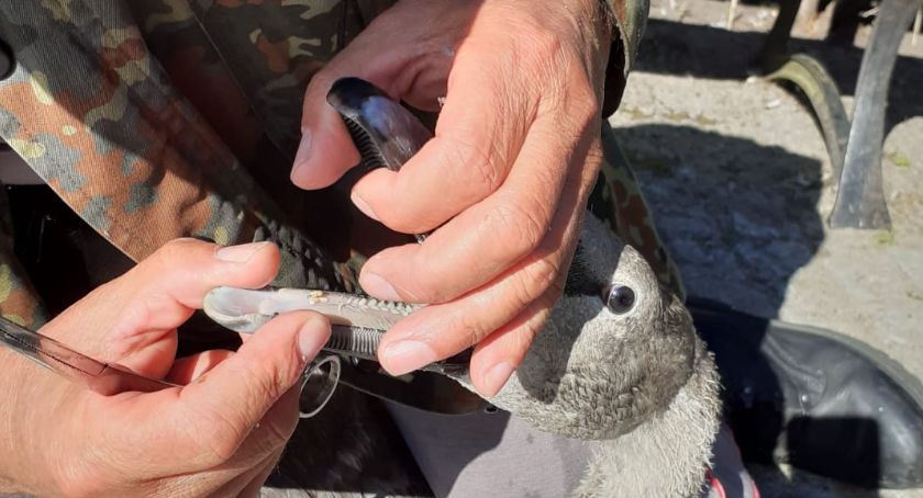 Kolejny łabędź na Trzesiecku - uratowany. Przez żyłkę nie mógł jeść