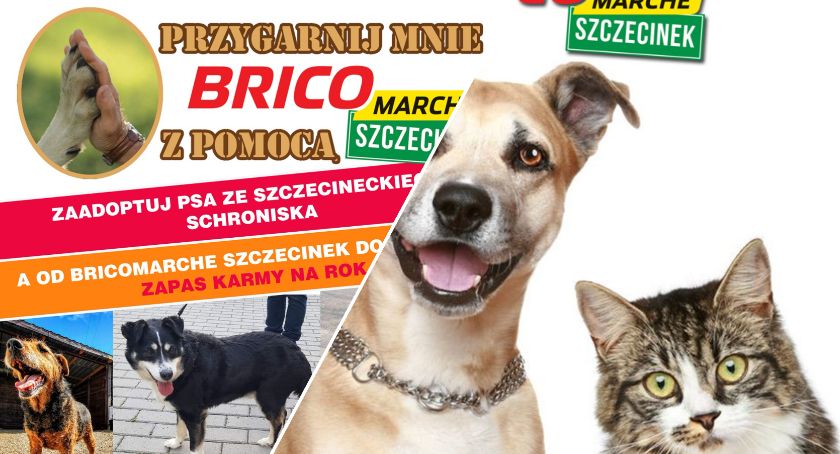Bricomarche w Szczecinku pomaga zwierzętom