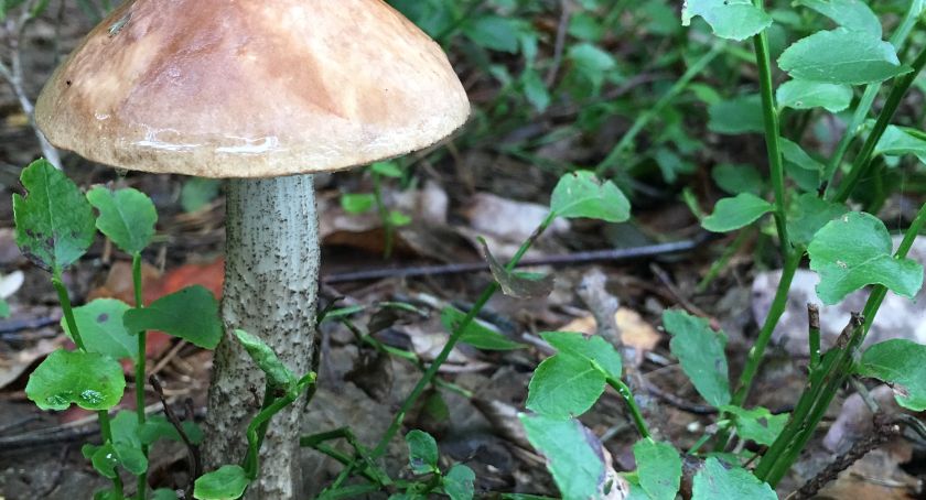 Były na grzybach, zgubiły się w lesie