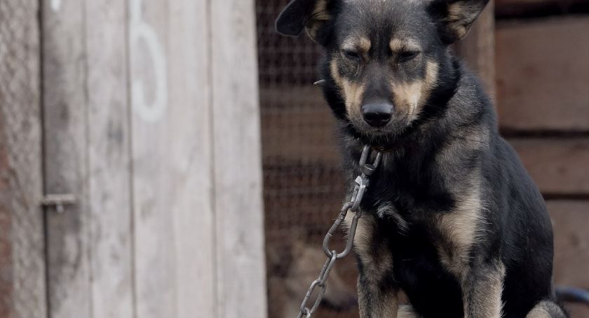 Czytelnik: Dwa psy uwiązane na łańcuchu cierpią od lat