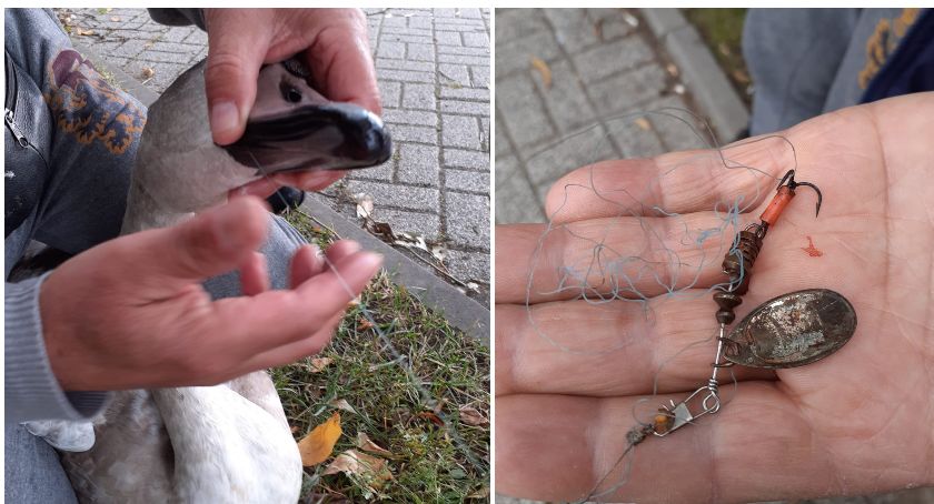 Kolejny łabędź w Szczecinku połknął żyłkę