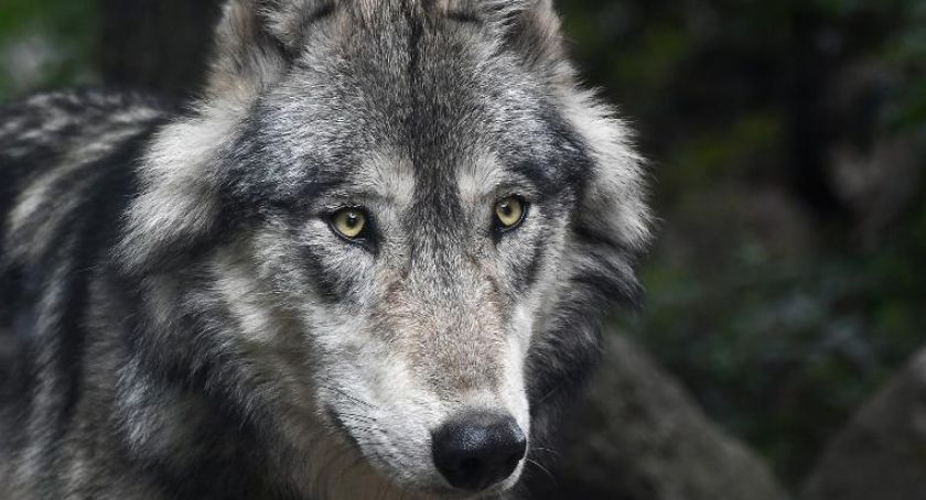 Stowarzyszenie „Matecznik”: wilki są wszędzie. „Jeśli ktoś bywa w lesie, był już obserwowany” 