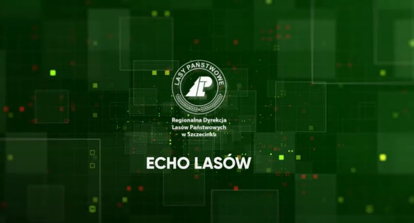 Echo Lasów: 