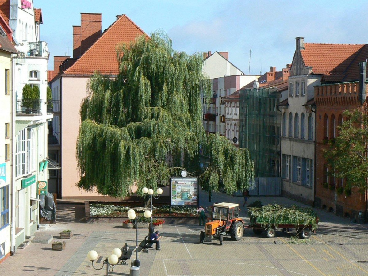 Stara wierzba się łamie