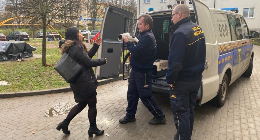 Kot uwięziony w garażu. Pomogli mieszkańcy i strażnicy miejscy