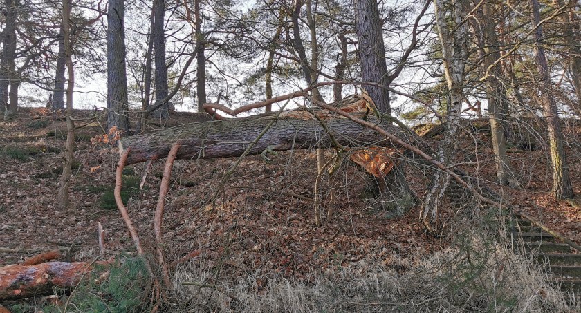 Borne Sulinowo po orkanie było odcięte od świata. Miasto wyciąga wnioski z tej sytuacji