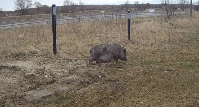 Świnka biegała po Szczecinku. Interweniowała Straż Miejska